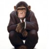 monyet's Avatar